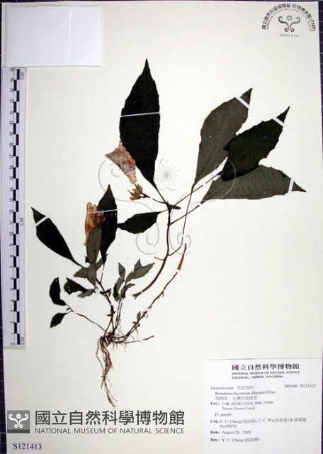角桐草、台灣半蒴苣苔藏品圖，第1張