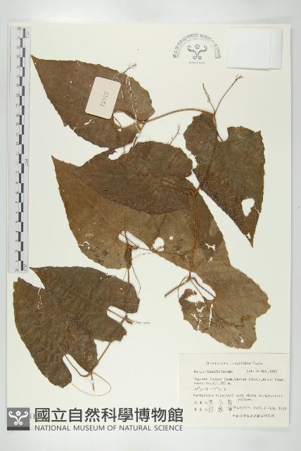 長葉赤瓟藏品圖，第1張