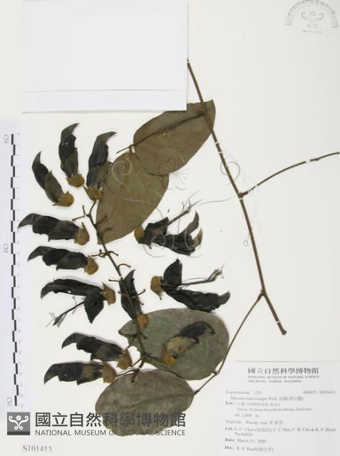 血藤、青山籠藏品圖，第1張