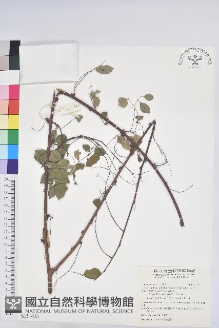 多花油柑、白仔藏品圖，第1張