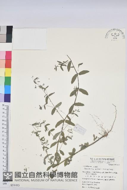 紫斑大戟藏品圖，第1張