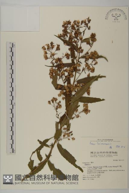 臺灣馬蘭藏品圖，第1張