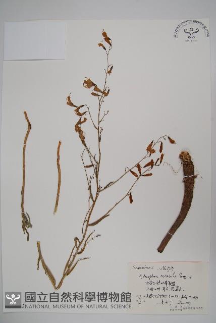 小花沙參藏品圖，第1張