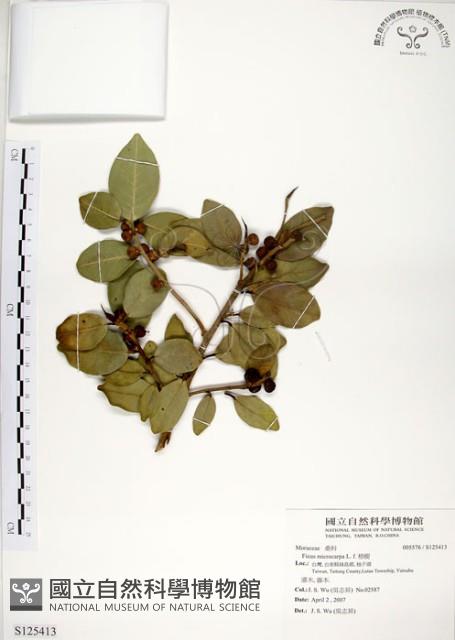 榕樹藏品圖，第1張