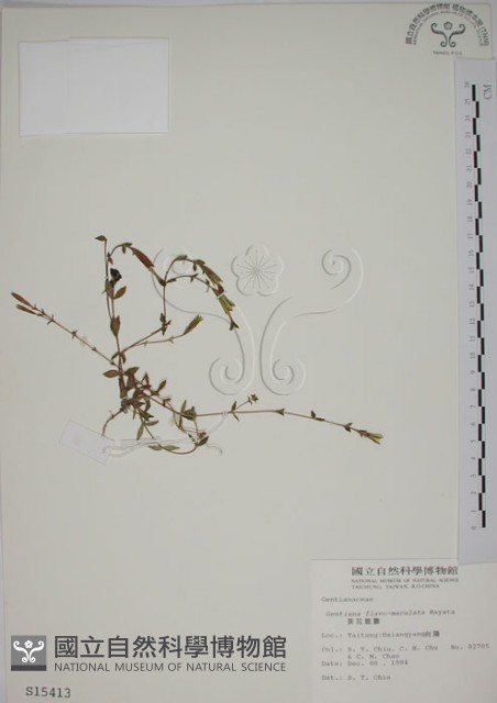 黃斑龍膽藏品圖，第1張