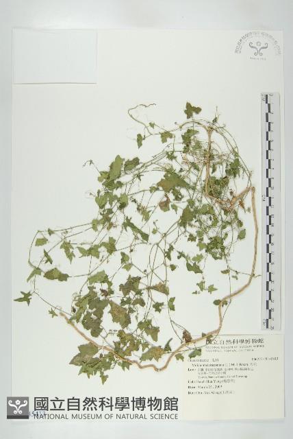 天花藏品圖，第1張