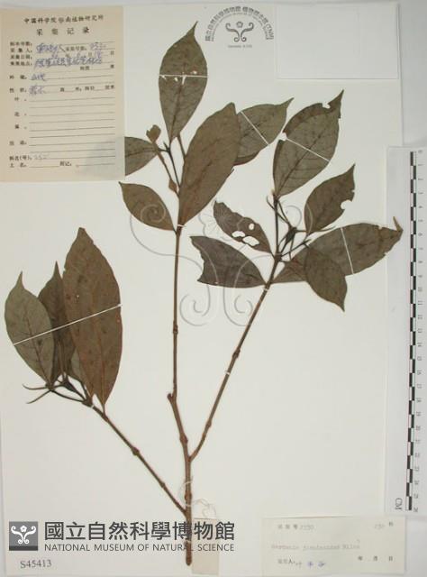 山黃梔藏品圖，第1張