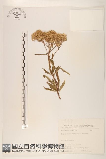 臺灣澤蘭藏品圖，第1張