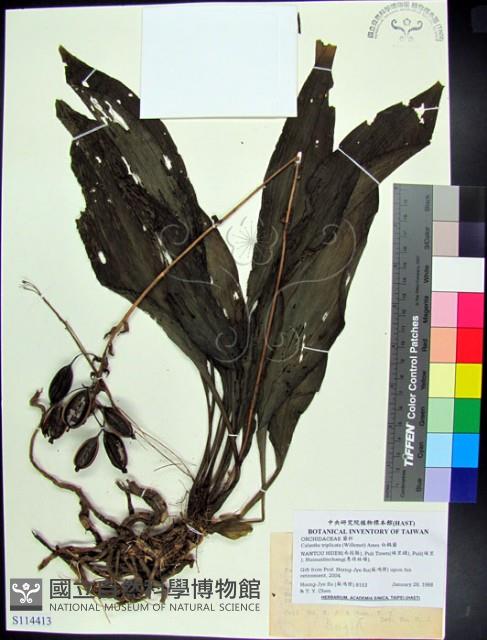 白鶴蘭藏品圖，第1張