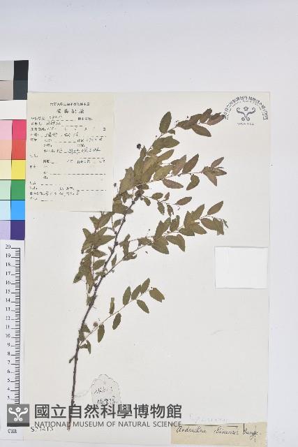 雀兒舌頭藏品圖，第1張