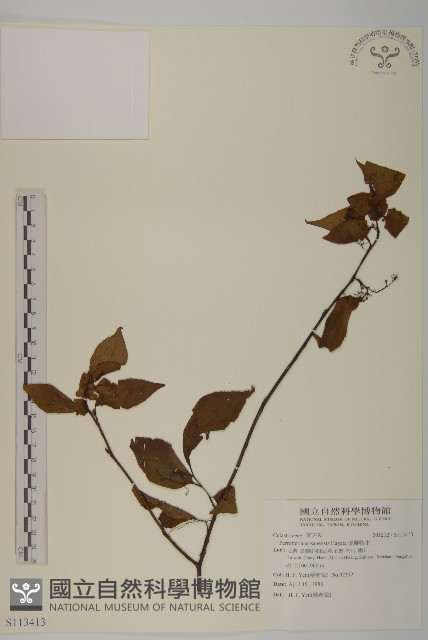 佩羅特木藏品圖，第1張
