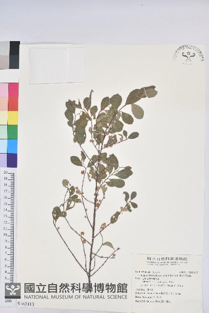 密花白飯樹藏品圖，第1張