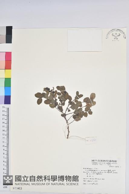 臺灣山漆莖藏品圖，第1張