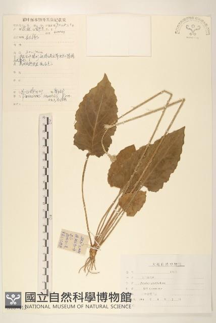 長白蜂斗菜藏品圖，第1張