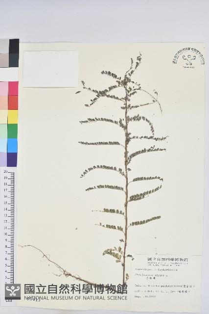 小返魂藏品圖，第1張