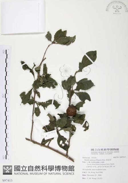 對面花藏品圖，第1張