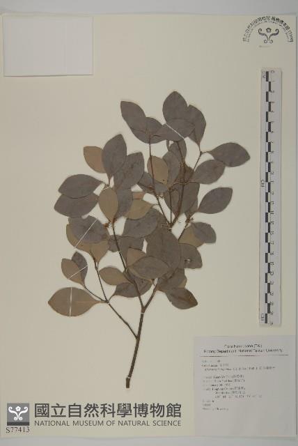 日本賽衛矛、日本假衛矛藏品圖，第1張