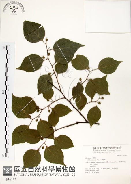 朴樹藏品圖，第1張