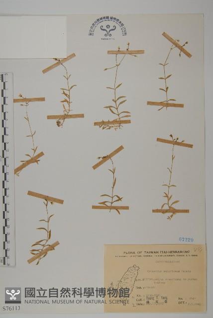 細葉卷耳藏品圖，第1張