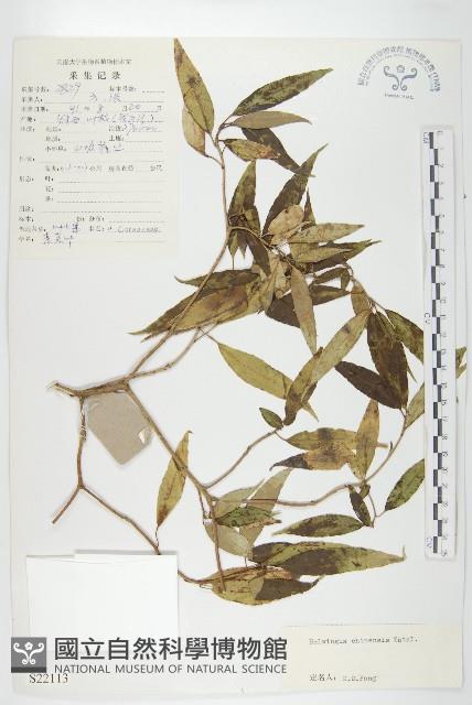 中華青莢葉藏品圖，第1張