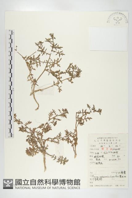 廣東葶藶藏品圖，第1張