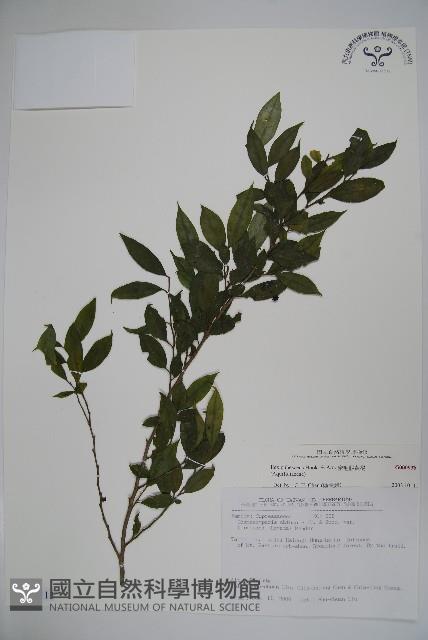 密毛假黃楊藏品圖，第1張