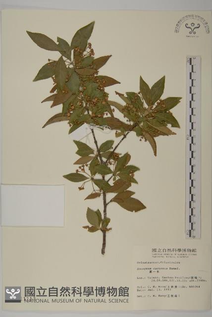 厚葉衛矛, 源一木藏品圖，第1張