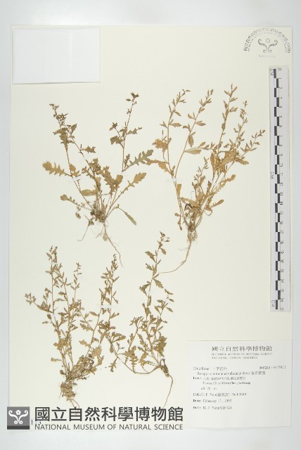 廣東葶藶藏品圖，第1張