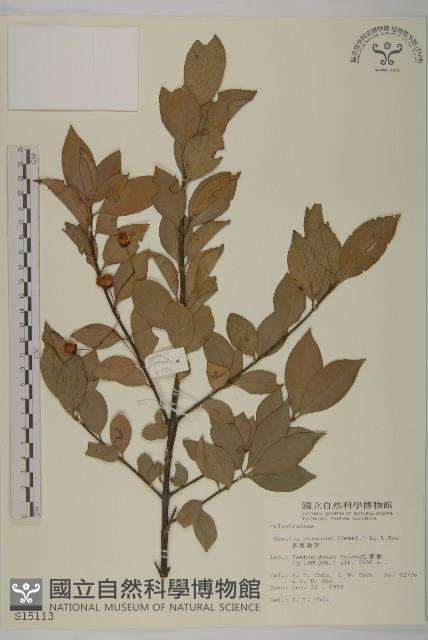 厚葉衛矛藏品圖，第1張