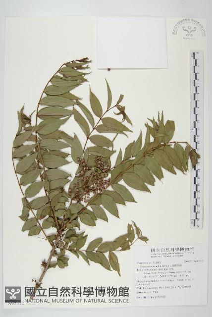 臺灣馬桑藏品圖，第1張