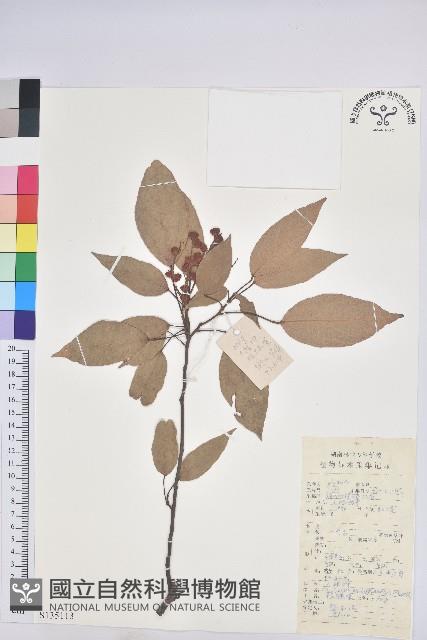 粗糠柴藏品圖，第1張