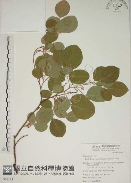 白木蘇花藏品圖，第1張