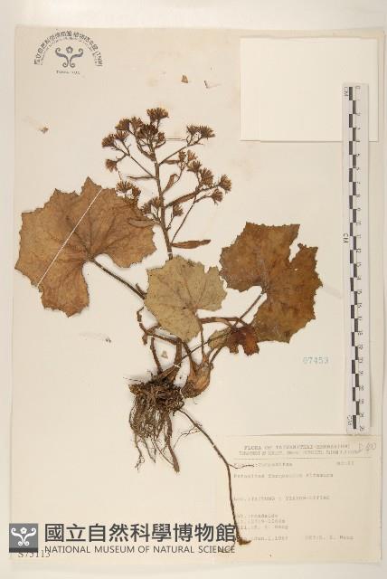 臺灣款冬藏品圖，第1張