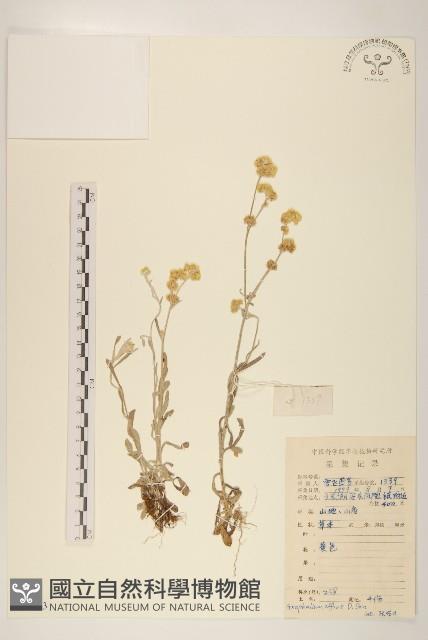 鼠麴草藏品圖，第1張