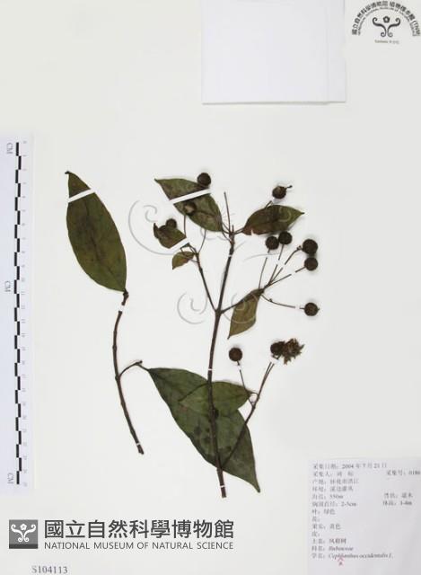 風箱樹藏品圖，第1張