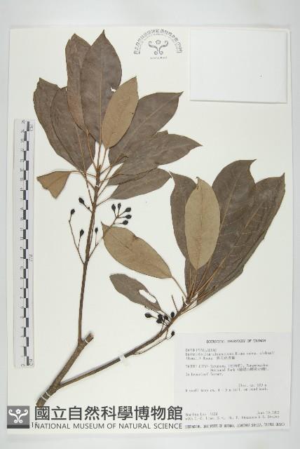 耿氏虎皮楠藏品圖，第1張