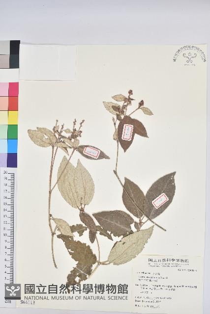 裡白巴豆藏品圖，第1張