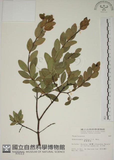 南嶺蕘花藏品圖，第1張