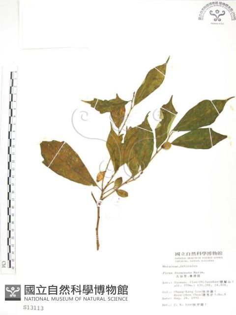 天仙果、臺灣榕藏品圖，第1張