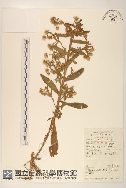 六角草藏品圖，第1張