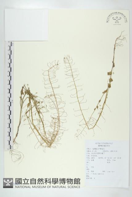 葶藶藏品圖，第1張