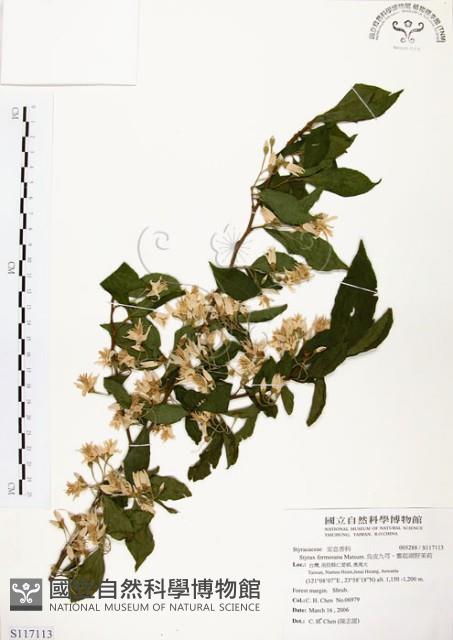 烏皮九芎、奮起湖野茉莉藏品圖，第1張