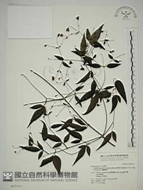 巴氏鐵線蓮藏品圖，第1張