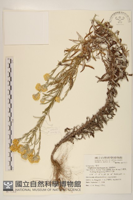 秋鼠麴草藏品圖，第1張