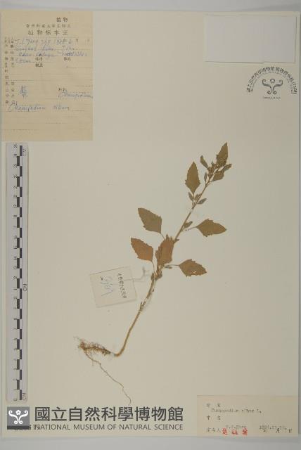 藜、灰藜藏品圖，第1張