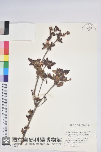 紅毛杜鵑藏品圖，第1張