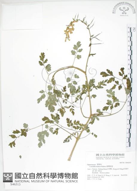 臺灣黃菫藏品圖，第1張