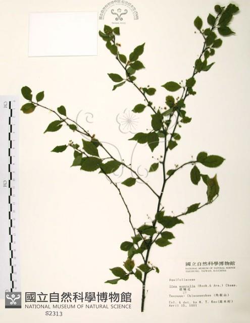 燈稱花、烏雞骨藏品圖，第1張