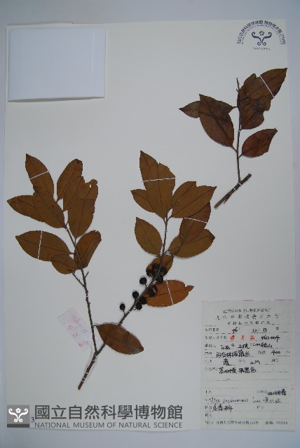 四川冬青藏品圖，第1張