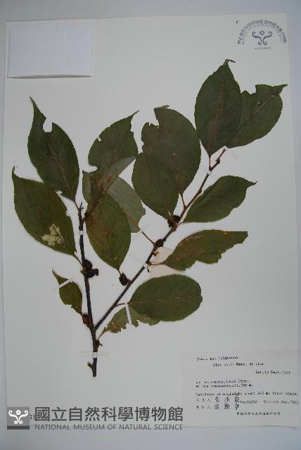 紫果冬青藏品圖，第1張